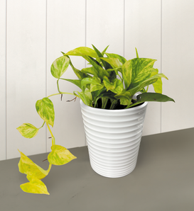 Beautifall® Golden Glen™ - Golden Pothos - Epipremnum aureum