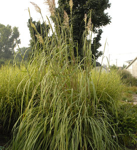 Ravenna Grass - Erianthus ravennae