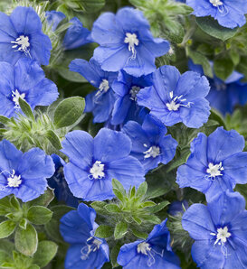 Blue My Mind® - Dwarf Morning Glory - Evolvulus  