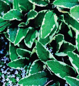 Fairest of All™ - Sage - Salvia officinalis 'Tricolor'