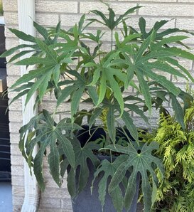 High Five™ 'Green Fingers' - Fatsia polycarpa