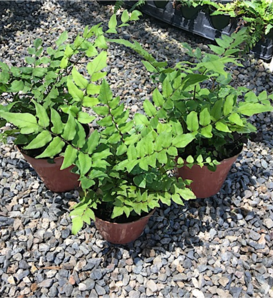 Proven Accents®  - Dwarf Holly Fern - Cyrtomium fortune