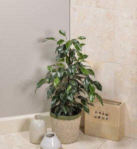 Cling-On® Danielle - Weeping Fig - Ficus benjamina