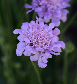 Flutter™ Deep Blue - Pincushion Flower - Scabiosa columbaria