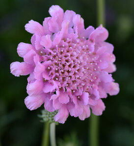 Flutter™ Rose Pink - Pincushion Flower - Scabiosa columbaria