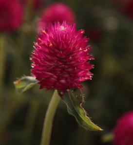 Forest™ Pink - Globe Amaranthus - Gomphrena haageana