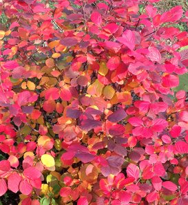 Legend Of The Fall® - Bottlebrush - Fothergilla x intermedia