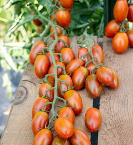 Fruit Fest™ Red Raisin - Cherry Tomato - Solanum lycopersicum