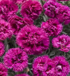 Fruit Punch® 'Spiked Punch' - Pinks - Dianthus hybrid