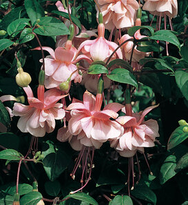 Southgate - Fuchsia hybrida