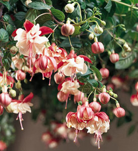 Swingtime - Trailing Fuchsia - Fuchsia hybrid