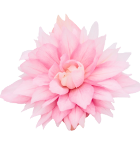 Funky® Light Pink - Begonia x hybrida