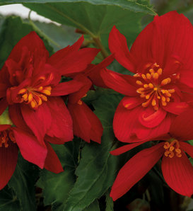 Funky® Red - Begonia x hybrida