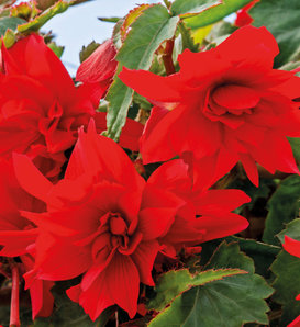 Funky® Scarlet - Begonia x hybrida