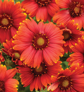 Heat it Up® Scarlet - Blanket Flower - Gaillardia hybrid