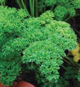 Garnish™ - Parsley - Petroselinum crispum