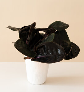 Jungle Diva® Leila™ - Seersucker Plant - Geogenanthus x