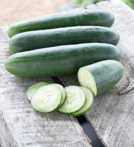 Goliath - Slicing Cucumber - Cucumis  