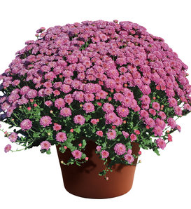 Gigi Dark Pink Garden Mum - Chrysanthemum grandiflorum