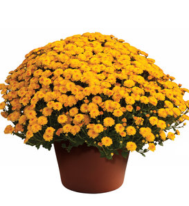 Gigi Gold Garden Mum - Chrysanthemum grandiflorum