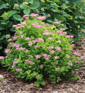 Glow Girl® Pink - Birchleaf Spirea - Spiraea betulifolia