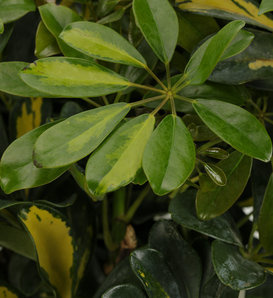 'Gold Capella' - Dwarf Umbrella Tree - Schefflera species
