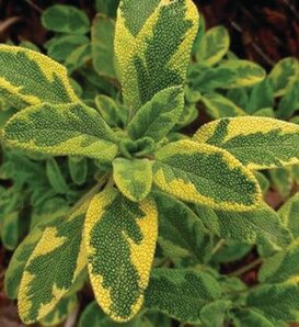 Good Friends™ - Sage - Salvia officinalis 'Aureaus'