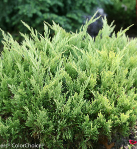 Good Vibrations® Gold - Juniperus horizontalis