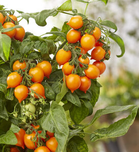 Goodhearted® Orange - Dwarf Cherry Tomato - Solanum lycopersicum
