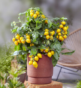 Goodhearted® Yellow - Dwarf Cherry Tomato - Solanum lycopersicum