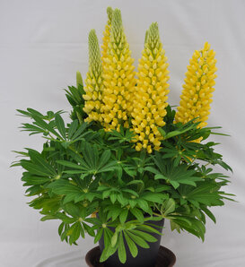 Staircase™ Yellow - Lupine - Lupinus polyphyllus