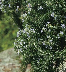 Happy Trails™ - Rosemary - Rosmarinus officinalis
