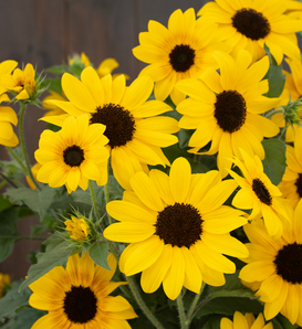 Suncredible® Yellow II - sunflower - Helianthus  