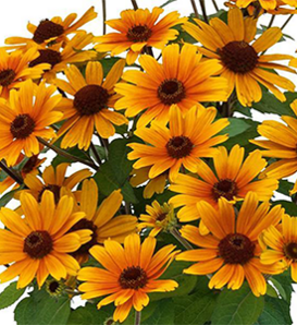 'Bacio del Sole' - False Sunflower - Heliopsis helianthoides