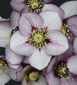 Honeymoon® French Kiss - Lenten Rose - Helleborus hybrid