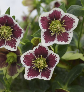 Honeymoon® Romantic Getaway - Lenten Rose - Helleborus hybrid