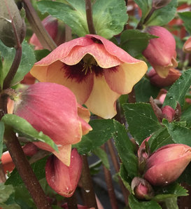 Honeymoon® Sandy Shores - Lenten Rose - Helleborus hybrid