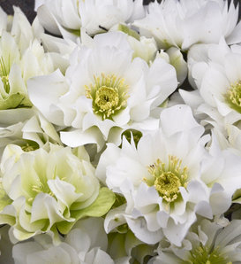 Wedding Party® Wedding Bells - Lenten Rose - Helleborus hybrid