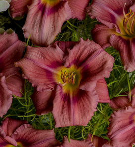 Rosy Returns - Daylily - Hemerocallis hybrid