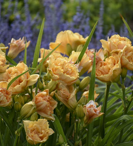 Rainbow Rhythm® 'Siloam Peony Display' - Daylily - Hemerocallis hybrid