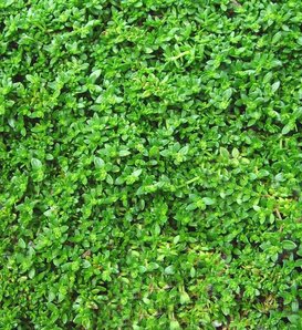 Green Carpet - Rupturewort - Herniaria glabra