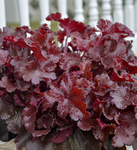 Dolce® 'Cherry Truffles' - Coral Bells - Heuchera hybrid