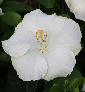 Hollywood Hibiscus™ Earth Angel™ - Tropical Hibiscus - Hibiscus rosa-sinensis