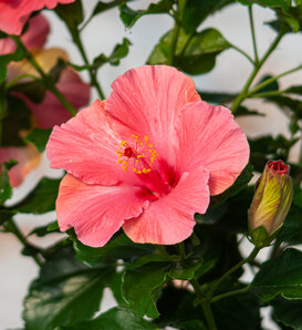 Hollywood Hibiscus™ First Lady™ - Tropical Hibiscus - Hibiscus rosa-sinensis