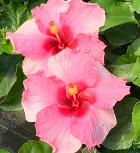 Hollywood Hibiscus™ Trophy Wife™ - Tropical Hibiscus - Hibiscus rosa-sinensis
