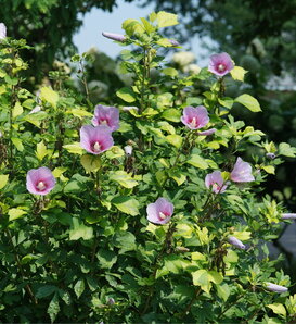 Paraplu Adorned™ - Rose of Sharon - Hibiscus syriacus