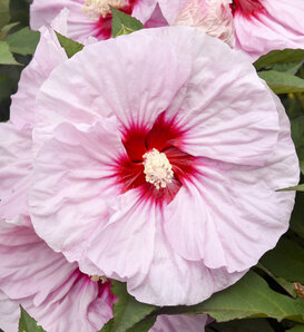 Summerific® All Eyes on Me - Rose Mallow - Hibiscus hybrid