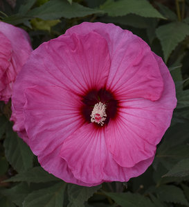 Summerific® 'Candy Crush' - Rose Mallow - Hibiscus hybrid