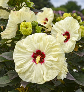Summerific® 'Coconut Cream' - Rose Mallow - Hibiscus hybrid