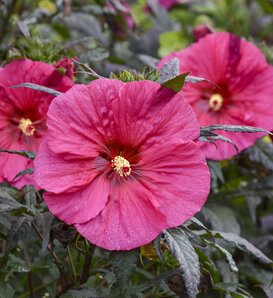 Summerific® 'Evening Rose' - Rose Mallow - Hibiscus hybrid